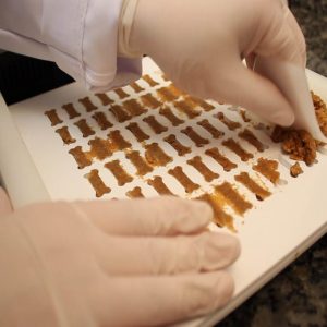 Manipulação Veterinária